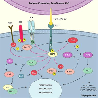 Tackling the dysregulated immune-checkpoints in classical Hodgkin lymphoma: bidirectional regulations between the microenvironment and Hodgkin/Reed-Sternberg cells